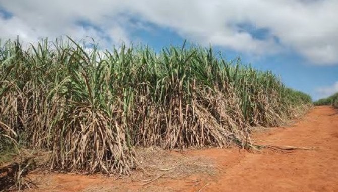 Foto - Área Rural 22 ha - Sítio Três Barras - Passos - MG - [8]