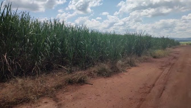 Foto - Imóvel Rural 241 ha - Fazenda São Benedito - Guaranésia/MG e Mococa/SP - [4]