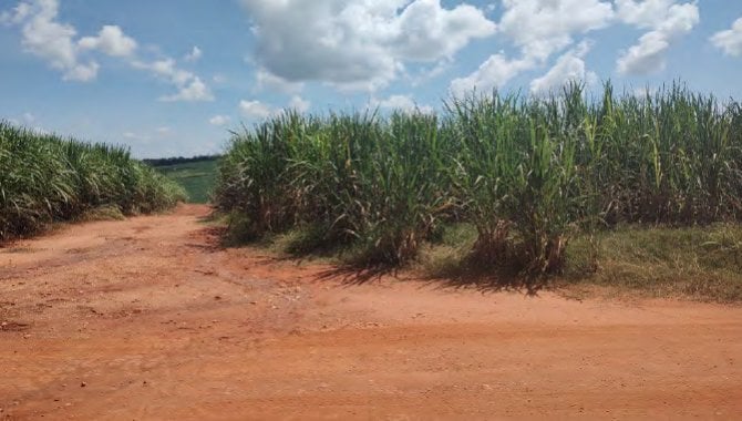 Foto - Imóvel Rural 241 ha - Fazenda São Benedito - Guaranésia/MG e Mococa/SP - [2]