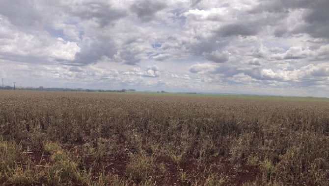 Foto - Imóvel Rural 21 ha (Fazenda São Carlos) - Água do Cateto - Cruzália - SP - [5]