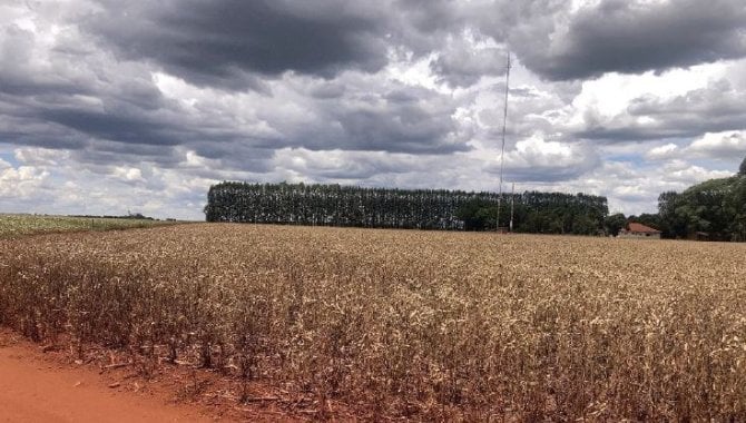 Foto - Imóvel Rural 21 ha (Fazenda São Carlos) - Água do Cateto - Cruzália - SP - [3]