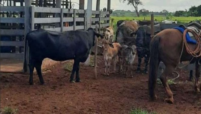 Foto - Vaca primeira cria - Girolando, cor preto café - [2]