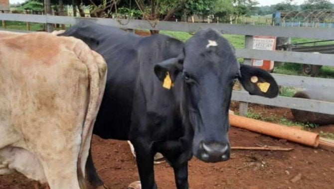 Foto - Vaca primeira cria - Girolando, cor prata e branca, chumbada - [5]