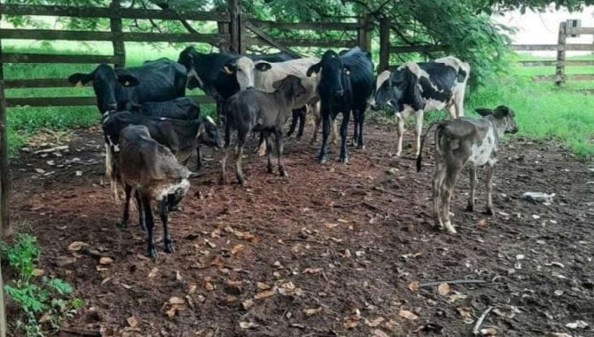 Foto - Vaca primeira cria - Girolando, cor prata e branca, chumbada - [1]