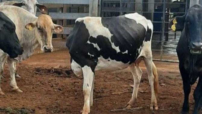 Foto - Vaca primeira cria - Girolando, cor prata e branca, chumbada - [3]