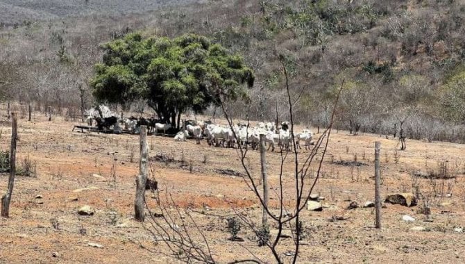 Foto - Imóvel Rural com 1.657 ha - Fazenda Bom Jardim e Queimadas - Jequié - BA - [7]