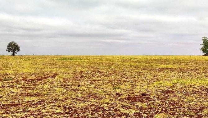 Foto - Imóvel Rural 608 ha - Fazenda Itio Kondo - Taquarussu - MS - [6]