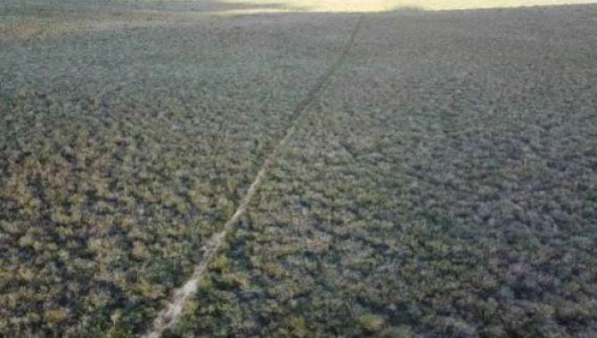 Foto - Direitos sobre Área Rural com 1.161 ha (Fazenda Voa lll) - Euclides da Cunha - BA - [5]