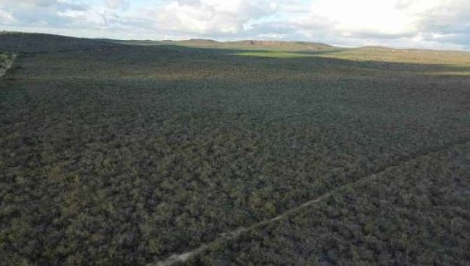 Foto - Direitos sobre Área Rural com 1.161 ha (Fazenda Voa lll) - Euclides da Cunha - BA - [7]