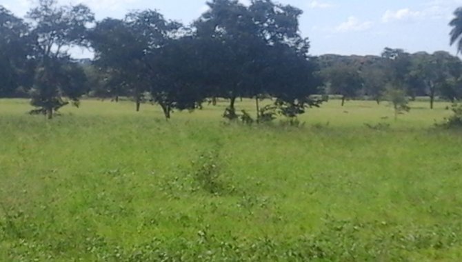 Foto - Área de Terras  19,00 Ha - Poconé - MT - [11]