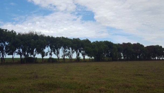 Foto - Imóvel Rural 13 ha - Fazenda Baixotes - Birigui - SP - [6]