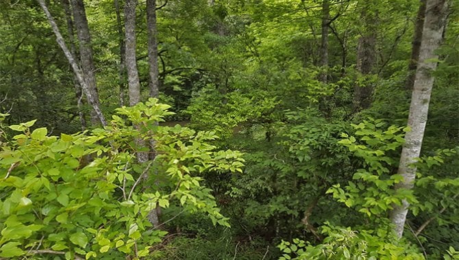 Foto - Área de Terras 60.711 m² - Caxias do Sul - RS - [4]