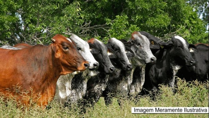 Foto - 13 Vacas da Raça Girolanda - [1]