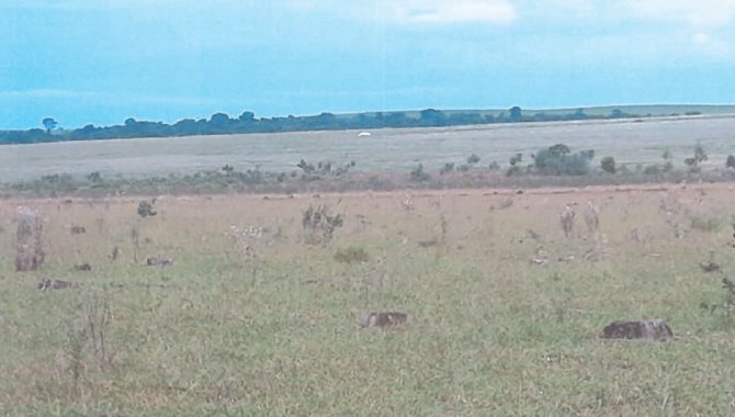 Foto - Fazenda Retiro da Ilha 121.83 ha - Ponta Porã - MS - [7]