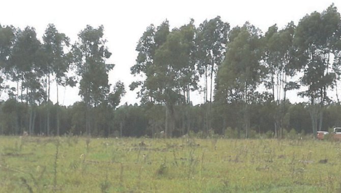 Foto - Fazenda Retiro da Ilha 121.83 ha - Ponta Porã - MS - [8]