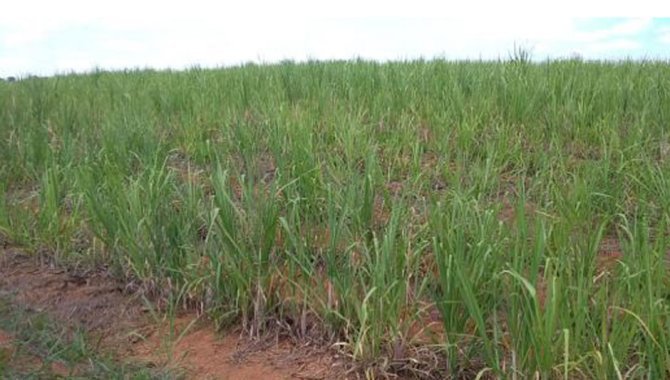 Foto - UPI Santo Antônio Can Can - Fazenda Santo Antônio 74 ha - Caconde e Tapiratiba - SP - [5]