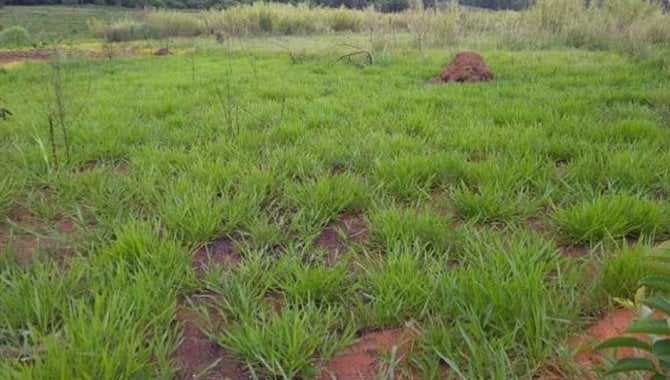 Foto - UPI Soledade Conceição - Fazenda Soledade e Conceição 261 ha - Tapiratiba - SP - [3]