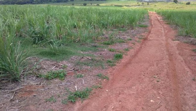 Foto - UPI Soledade Conceição - Fazenda Soledade e Conceição 261 ha - Tapiratiba - SP - [5]