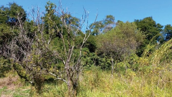 Foto - Área de 3 ha - Traviú - Jundiaí - SP - [3]