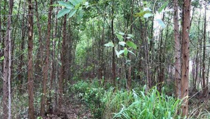 Foto - Imóvel Rural 31 ha - Santa Rosa de Viterbo/SP e Bens Diversos - [8]