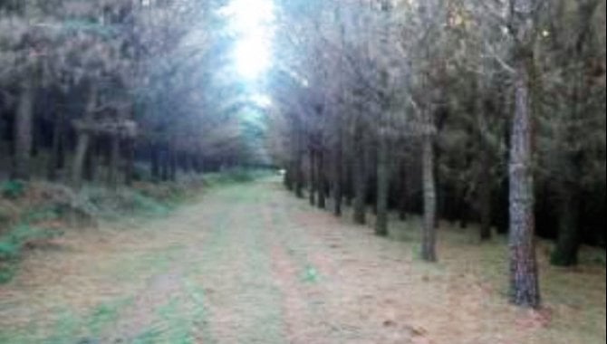 Foto - Fazenda 365,39 Ha - Major Vieira - SC - [3]