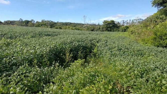 Foto - Área de 8 ha - Sítio Santo Antônio I - Mococa - SP - [4]