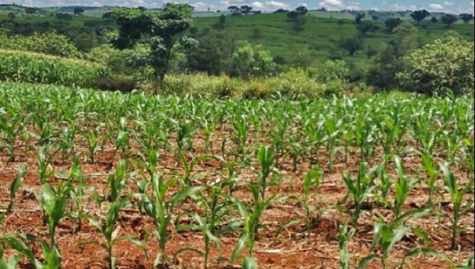 Foto - Gleba de Terras 117,37 ha - Ubiratã - PR - [2]