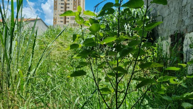 Foto - Terreno 402 m² - Parque Manoel de Vasconcelos - Sumaré - SP - [6]